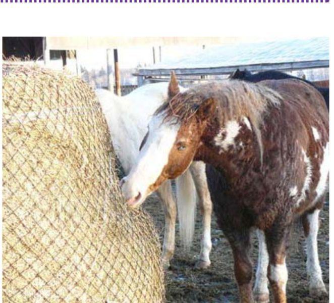 Eco-nets, horse slow feeding net