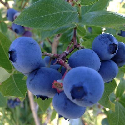 No Spray or Pesticides, Blueberry U-Pick Centreville NS