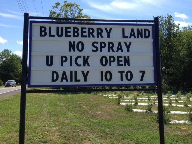 No Spray or Pesticides, Blueberry U-Pick Centreville NS