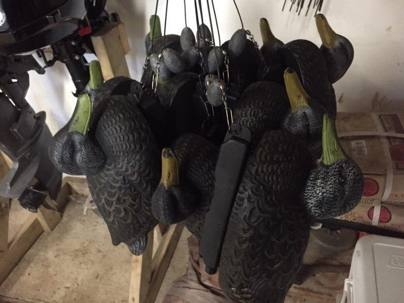 10 black duck decoys forsale