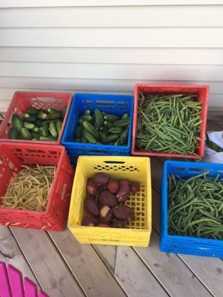 Fresh Cucumbers and other veggies for sale!