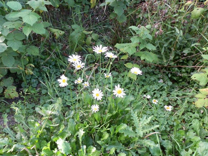 Shasta daisies - perennials