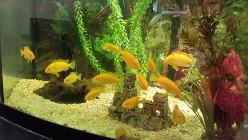 Classroom aquarium