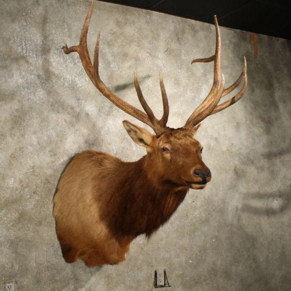 Wanted: TAXIDERMY WANTED !!!!