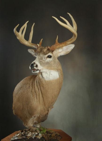 Wanted: TAXIDERMY WANTED !!!!