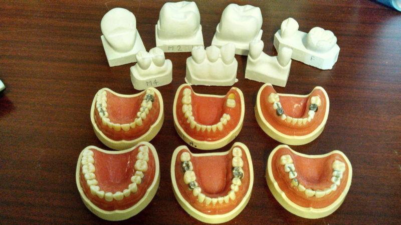 6 Nissin Kilgore Dental Study Models & 7 Dental Teaching Molds