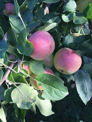 Fresh Organic Goodland Apples