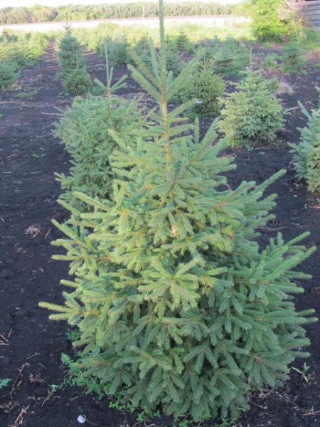 Spruce Trees for LESS! Colorado - Black Hills - White Spruce