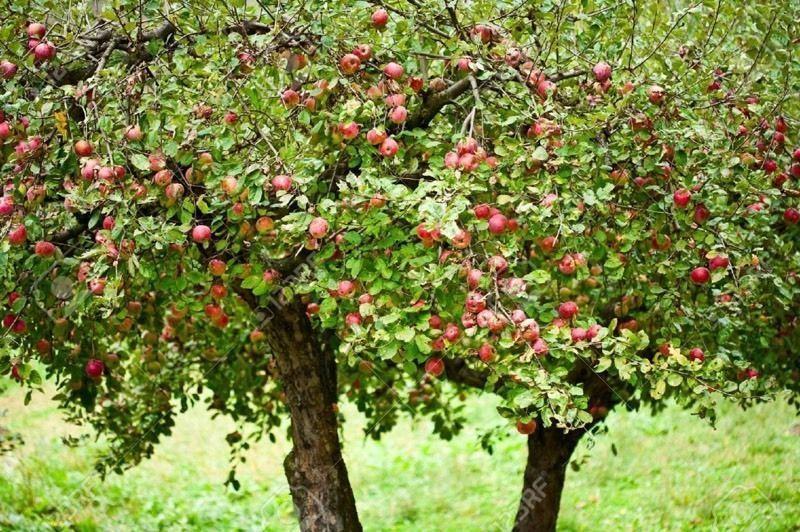 Wanted: Wanted: 1-3 apples from your tree! :)