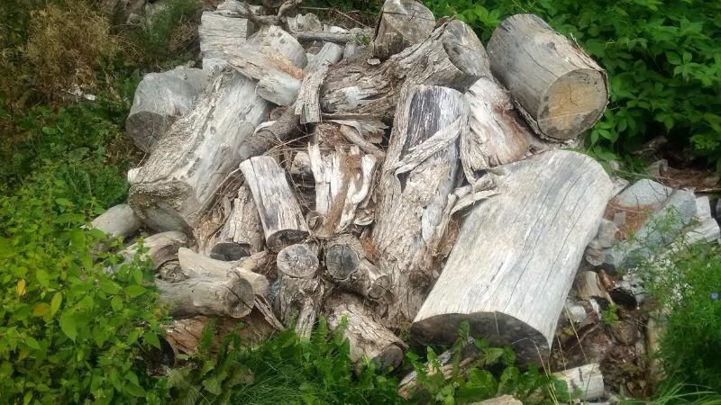 large pile of firewood, - huge tree down, free take it away