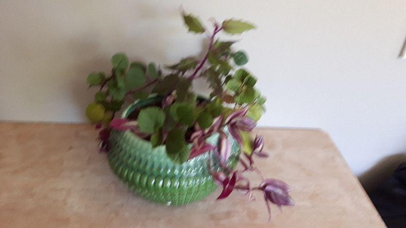 Houseplant (3 kinds in same pot), in blue-green vintage pot