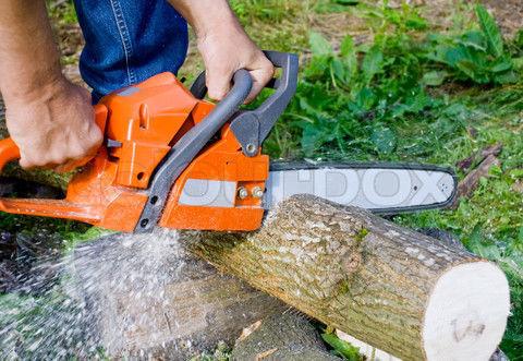 Tree and Stump Removal / Garbage / Small Demolition / 646-0232