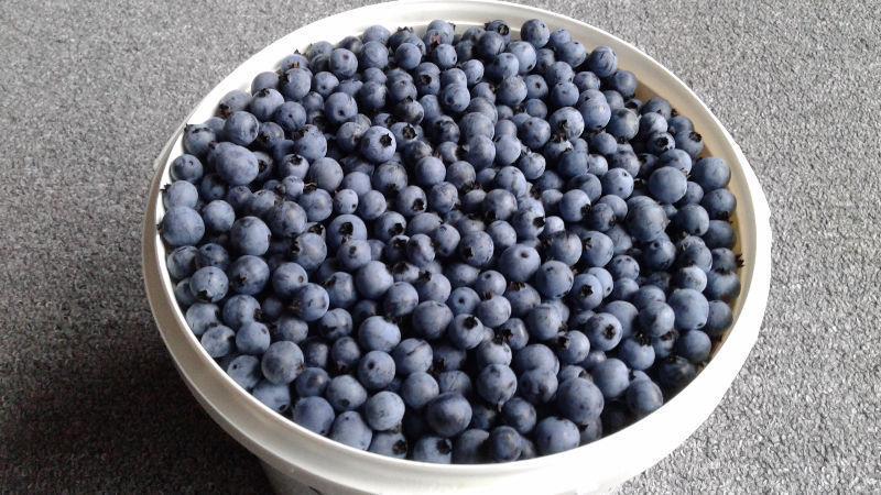 Fresh Picked Blueberries
