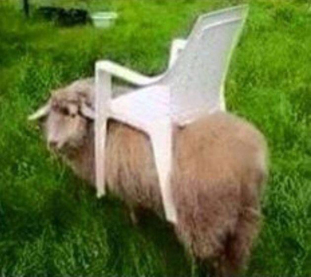 Wanted: Rent ride on lawnmower
