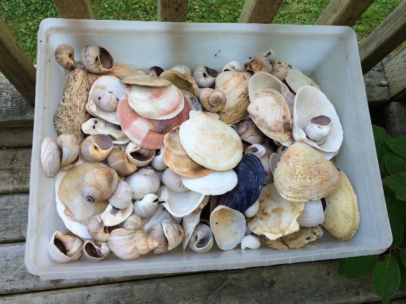 Assorted shells