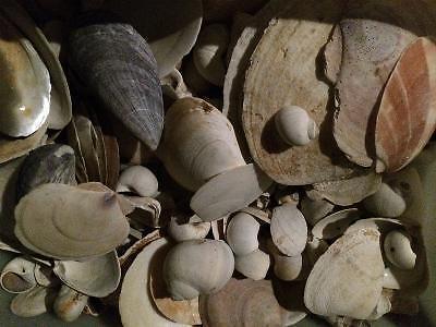 Assorted shells