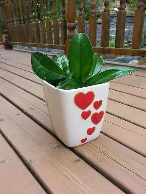 Healthy HOYA plant and cute ceramic pot