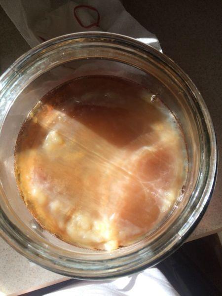 Kambucha scoby