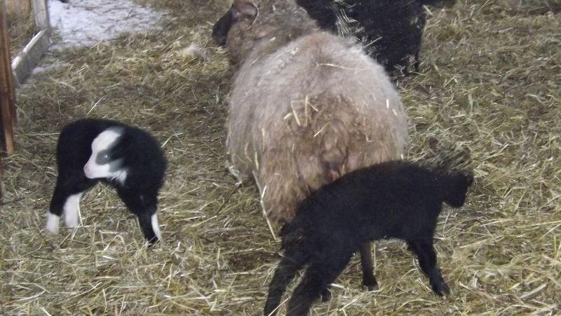 Shetland sheep fleeces