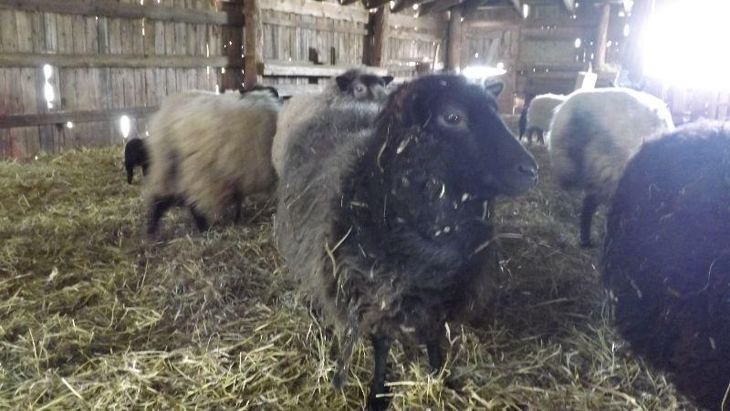 Shetland sheep fleeces