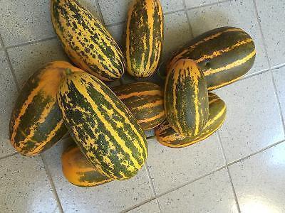 Indian Squash for sale