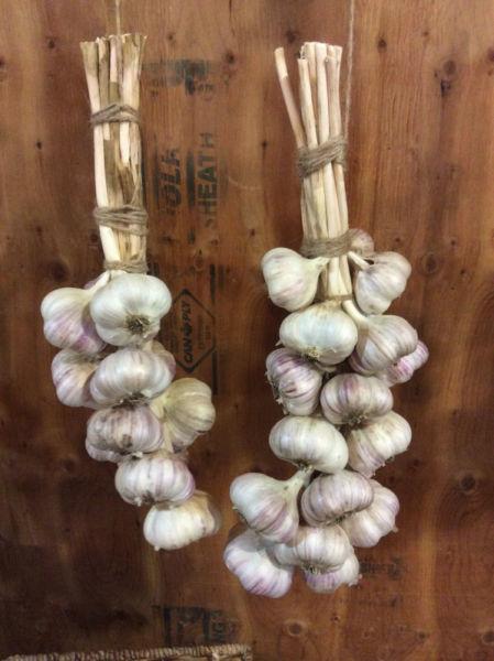Yorkton Garlic from The Garlic Garden