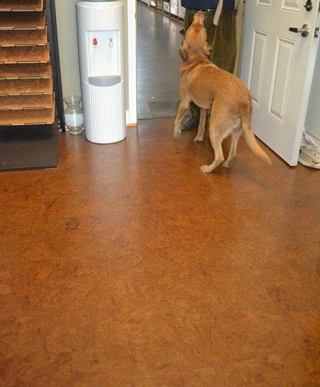 Fun time or rest time, cork flooring is best for your dogs