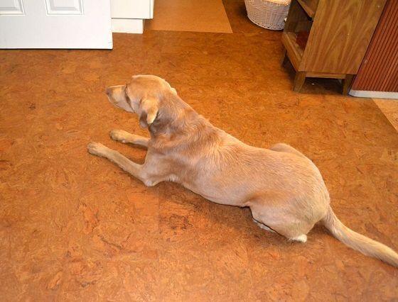 Fun time or rest time, cork flooring is best for your dogs