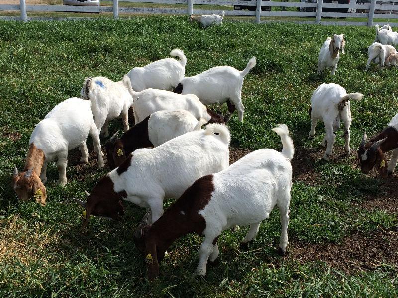 YUMMY MEAT GOATS FOR SALE