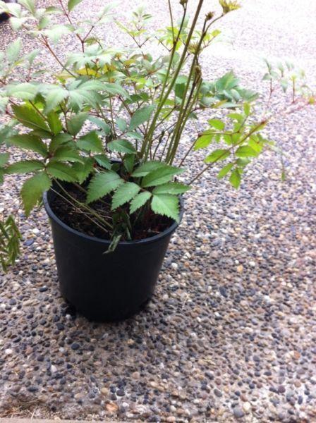 Potted plants strawberry, $3.00 ,raspberry for $6.00 each