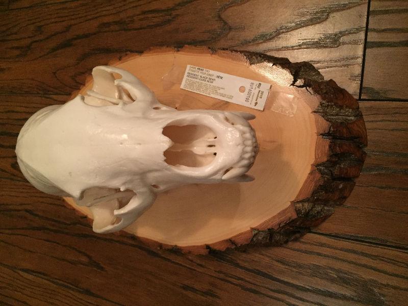 Male black bear skull mounted taxidermy