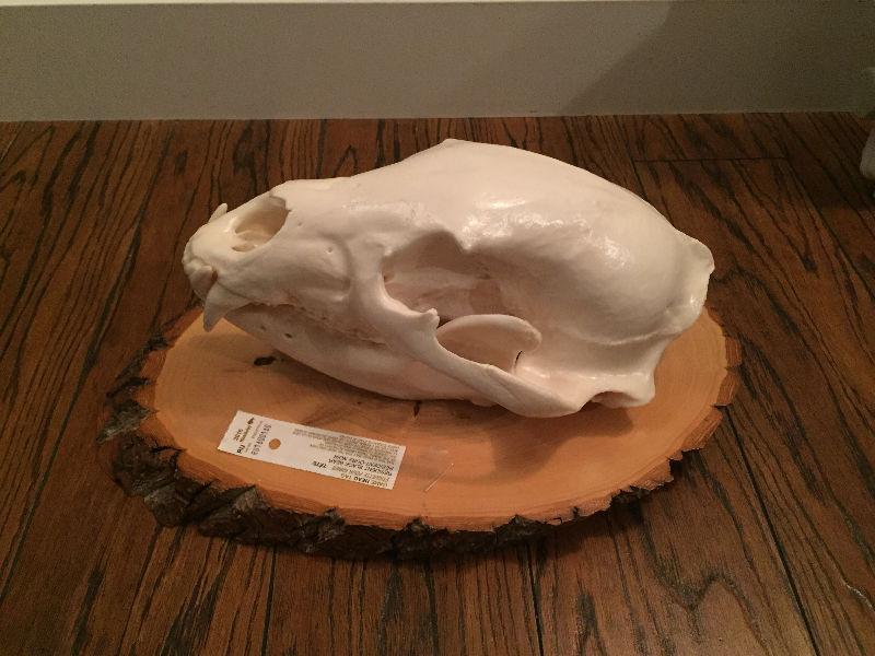 Male black bear skull mounted taxidermy
