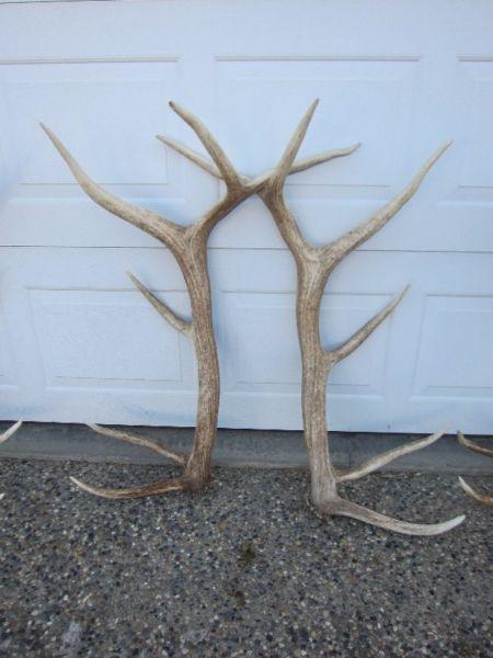 Wanted: BUYING- ANTLER SHEDS
