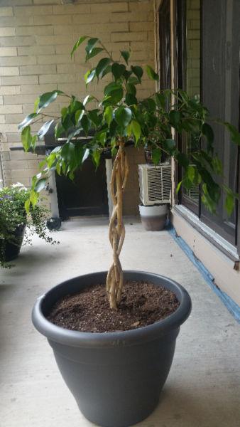 Small Ficus Benjamina (braided) - with $25 pot