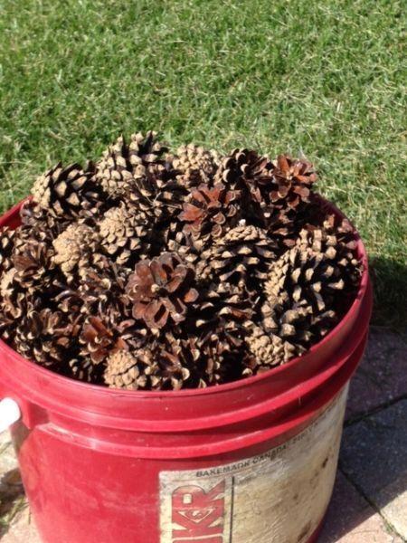 2 gallon pail full of really nice pine cones