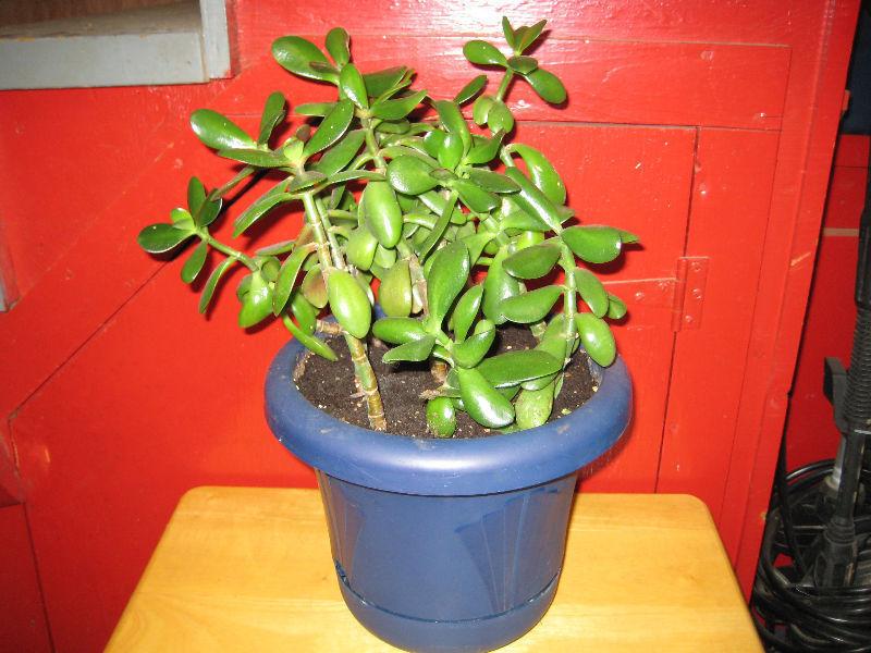 Jade Plant for sale