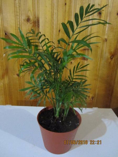 Chinese Fan Palm Tree (Tropical) - Air Purifier Plant
