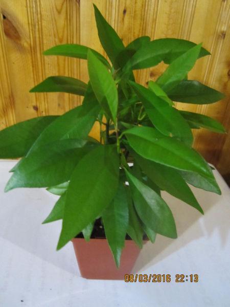 Pure Green Tropical Plant - (Ardisia)