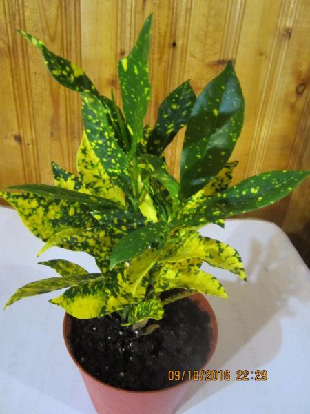 Speckled Croton Plant