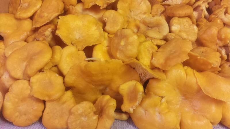 Golden Chanterelle Mushrooms For Sale - Last Week!
