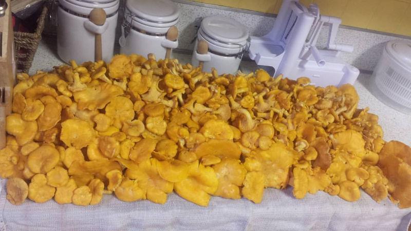 Golden Chanterelle Mushrooms For Sale - Last Week!