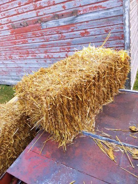 Dry square oat/ wheat straw bales