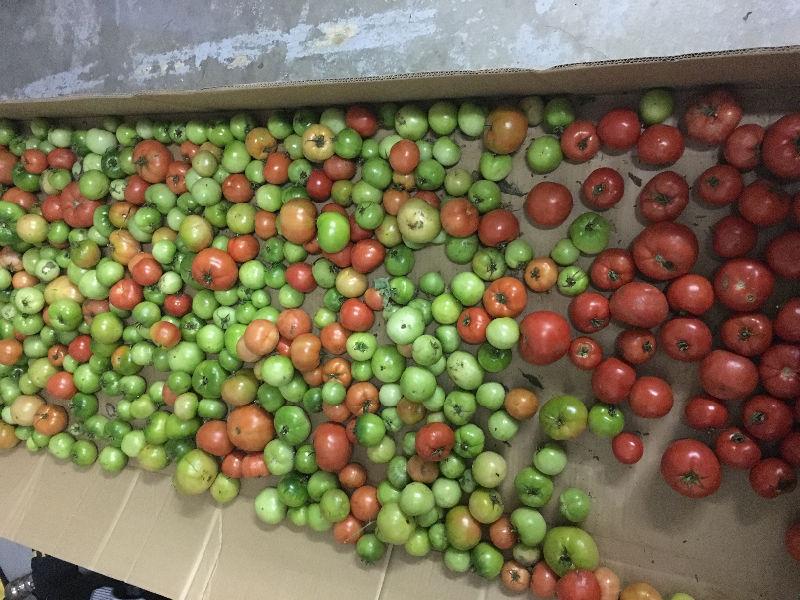 Farm organic tomatoes potatoes