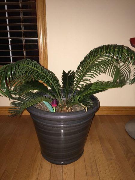 plants with planter $40 each，price firm