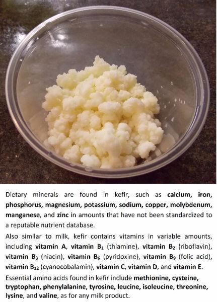 Kefir (live grains) - King of dairies, the dairy of kings