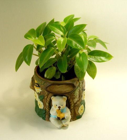 Mini Indoor Plant